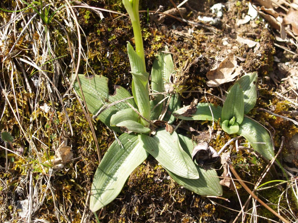 Orchid, Early Spider leaf